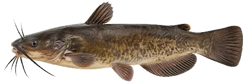 Illustration of a bullheads in side view