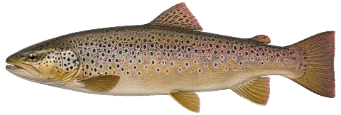 Illustration of a brown trout in side view