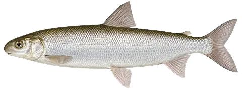 Illustration of a lake whitefish in side view