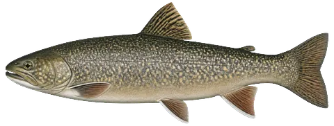 Illustration of a splake in side view